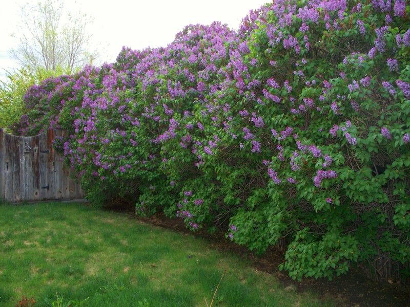 lilac bushes
